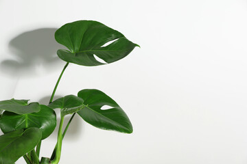 Beautiful monstera near white wall, space for text. Leafy houseplant