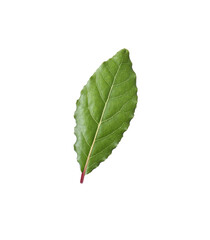 One fresh bay leaf isolated on white