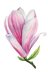 Spring beautiful flower. Magnolia on a white background, watercolor painting. Flower Hand drawing