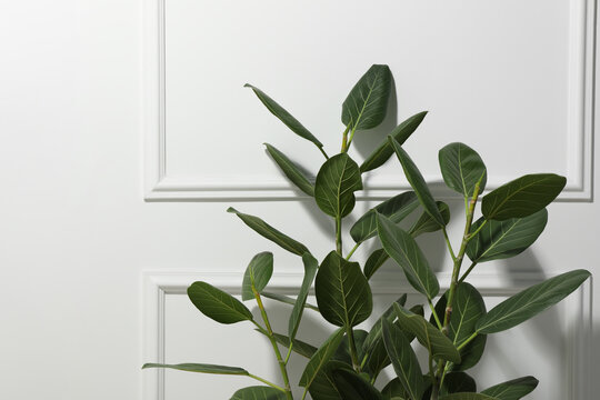 Green ficus near white wall, space for text. Beautiful houseplant