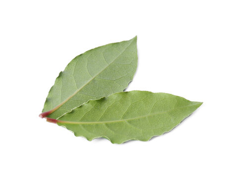 Two fresh bay leaves isolated on white