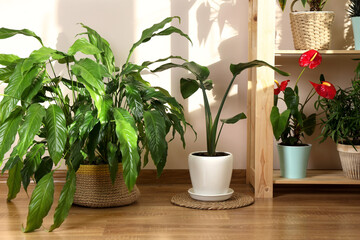 Beautiful houseplants in pots indoors. House decor