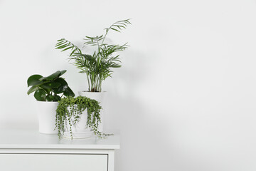 Beautiful green potted houseplants on white chest of drawers indoors, space for text