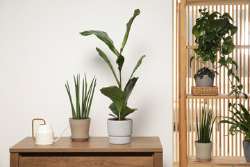 Green houseplants in pots and watering can near white wall indoors