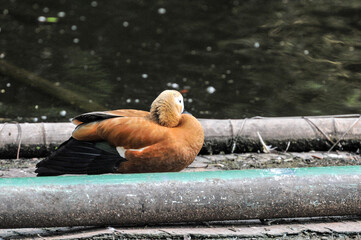 Red duck / Tadorna ferruginea in the pond, photographed at the Changsha Ecological Zoo in China.