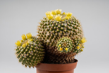 Close-up beautiful yellow parodia leninghausii flower on white background.Beautiful cactus plant for decoration.