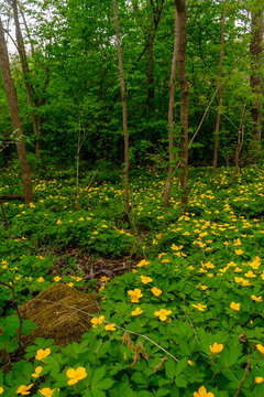 Glade of yellow flowers in the forest. Chylomecon. Endemic of the Far East. It occurs wild in East Asia: in the far east of Russia; in Korea, northeast China, and the Japanese islands. 
