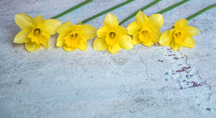 Yellow Narcissus Flowers on gray textured  background with copy space