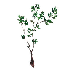 Watercolor hand drawn sketch illustration of young tree with dark green leaves, isolated on white