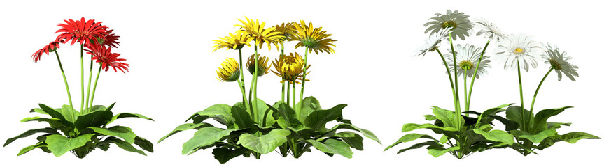 Ornamental flowers cutout on transparent backgrounds 3d rendering png