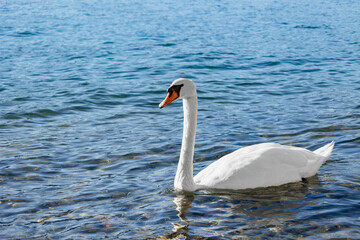 Close-up and selective focus of a white swan swimming in lake Como city of Varenna.