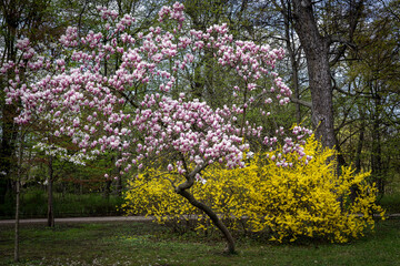 Blossoming pink magnolia tree and a yellow forsythia bush in the park in springtime.  