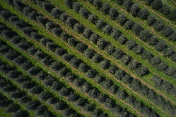 Italian olive trees. Olive tree gardens aerial view. Olive trees top view. Plantations of olive trees.