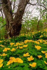 Glade of yellow flowers in the forest. Chylomecon. Endemic of the Far East. It occurs wild in East Asia: in the far east of Russia; in Korea, northeast China, and the Japanese islands. 