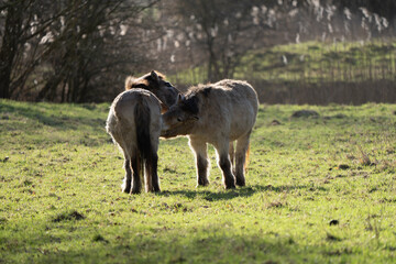 Two Przewalski's horses cleaning each other in the morning