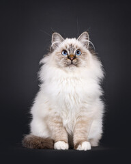 Naklejka na ściany i meble Super cute tabby point fluffy Sacred Birman cat kitten, sitting up facing front. Looking up and above camera with adorable face and mesmerizing blue eyes. Isolated on a black backgroud.