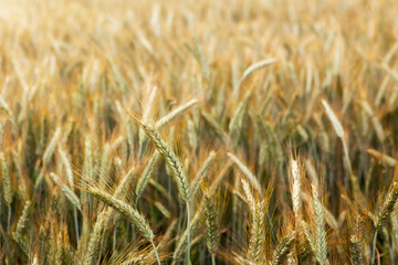 Rural landscape. Field of ripening rye on a summer day. Time of sunrise or sunset. Rich harvest idea, harvest time concept.