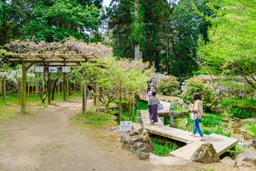 【奈良県】奈良市 萬葉植物園  (2023/04/18撮影)