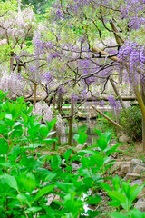 【奈良県】奈良市 萬葉植物園  (2023/04/18撮影)