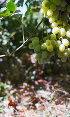 Green grapes are hanging on the vine