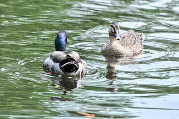 The purple headed wild duck in the pond was photographed at the Changsha Ecological Zoo in China.