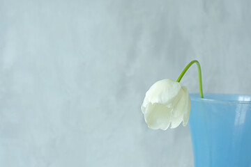  Delicate white flowers tulips in a vase in the shape of a handbag on a gray wall background. on the left is a free space for your inscriptions and texts