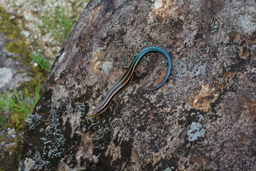 Plestiodon japonicus