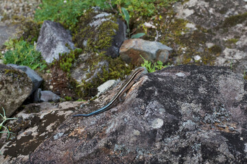 Plestiodon japonicus