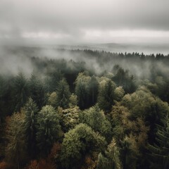 Morning fog in the forest aerial photography view.