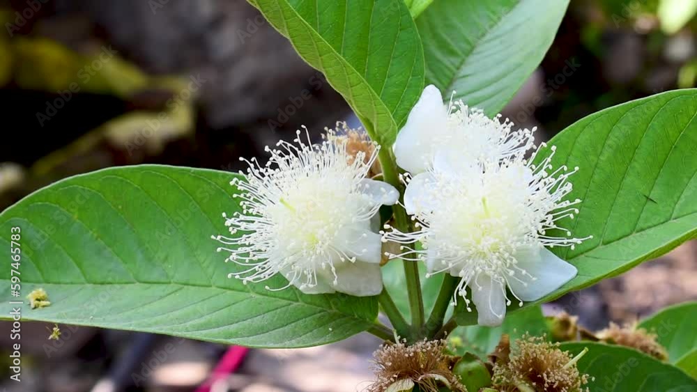 Sticker guava flower is a tropical fruit flower in garden