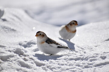 Snow sparrows in winter, Sainte-Apolline, Québec, Canada