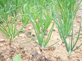 Fototapeta premium Green onions growing in the vegetable garden. Closeup photo, blurred.