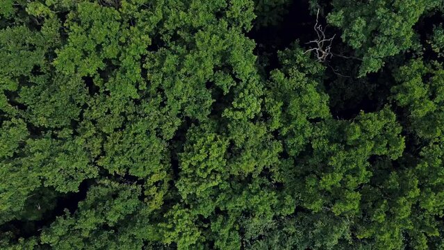 Aerial top down landscape of Planterwald forest on a summer day in Berlin