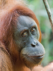 Portrait of female Orangutan smiling in the trees of Gunung Leuser Nationalpark, Bukit Lawang, Sumatra, Indonesia	
