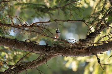 a european crested tit, lophophanes cristatus, perched on a twig from a spruce at a sunny spring morning