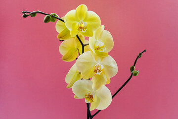 Flowers of yellow Orchid Sahara phalaenopsis on pink background. Beautiful home plants. Selective focus. Copy space for your text.