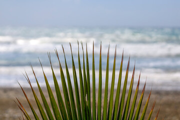 Green palm leaves with dry ends in front of srormy sea and gray sky 