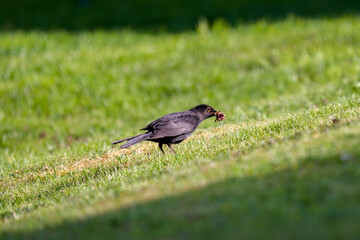 a blackbird, turdus merula, with worm in your beak on the green lawn at a sunny spring day