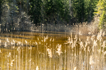 A watery place in a swamp with dry reeds. Spring day in nature