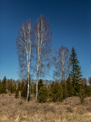 Obraz premium Spring landscape on the outskirts of the forest with birches and firs