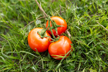 Close up of red freshly picked tomatoes on green grass. Gardening and agriculture.