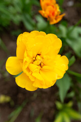 yellow flower buds in a flower bed