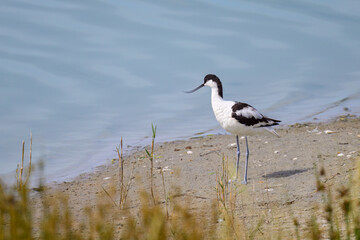 A Pied Avocet standing near water sunny day