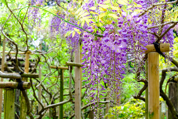 藤の花