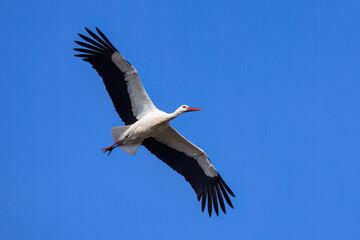 A White Stork in flight blue sky