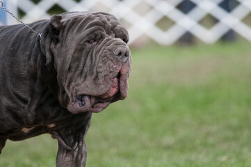 Neapolitan Mastiff dog close up on their face