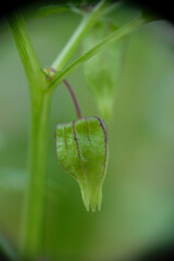 Selective focus of Physalis minima or ground cherry or ciplukan fruit on tree.