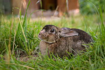 A young rabbit sitting in the grass © Stefan