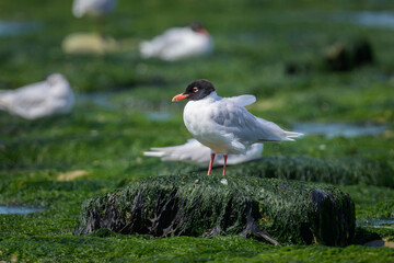 A Mediterranean gull standing on the beach