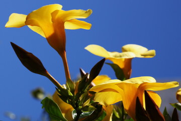 Fleur jaune sur un ciel d'azur dans un part de Madère au Portugal